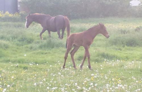 1 in the Maassen Country House - Foto 33