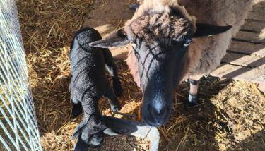 Tapada das Carvalhas - Foto 2