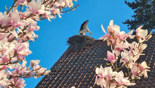 Storchenblick - Foto 3