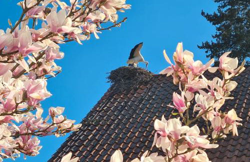 Storchenblick - Foto 3