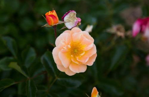 Agriturismo Il Borgo - Foto 41