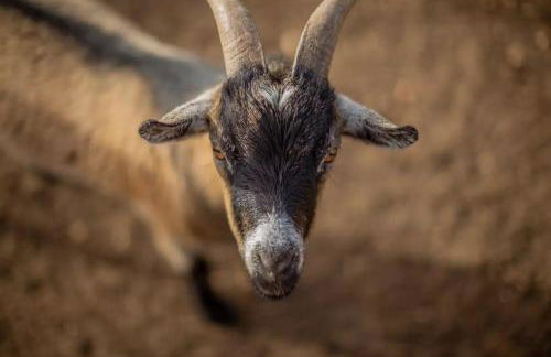 Menorca Agroturismo Llimpet - Foto 25