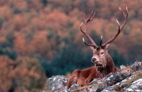 Tornacraig 8 Person Country House on Royal Deeside - Foto 11