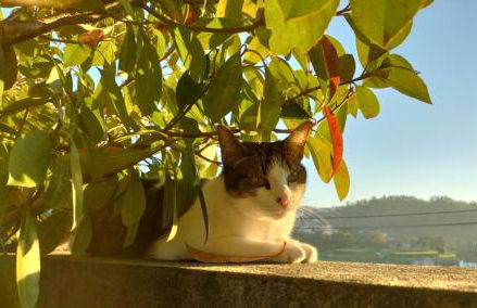 Casa da Aldeia - Foto 21