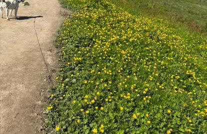 Hedgehog Cottage with garden in Bronte village! - Foto 29