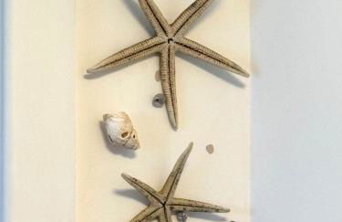 Lily s Pad - Private retreat in Lymington, New Forest - Foto 37