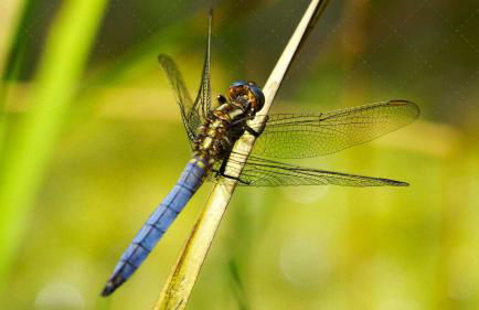 JANISCHs Fewo im Spreewald, Terrasse, großer Garten und Blick inklusive - Foto 52