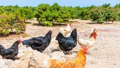 Private house with pool & garden - Foto 3