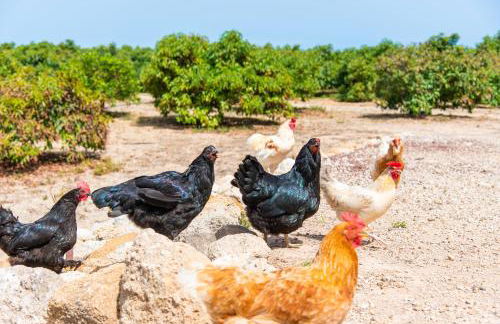 Private house with pool & garden - Foto 3