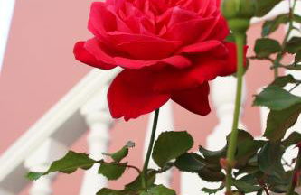 Sugar Home - Foto 50