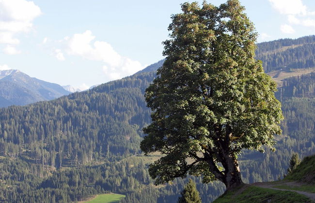 Flat in Wagrain Near Ski Slopes - Foto 26