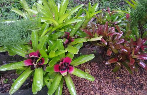 Aldeia Pé da Serra Cabana Natureza - Foto 6