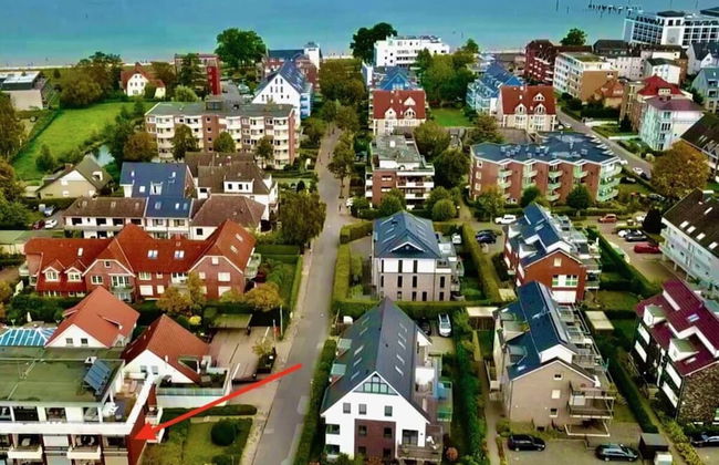 Herring Gull - Foto 12