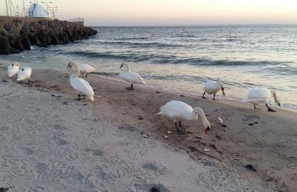 Hel Amber Apart - Foto 22