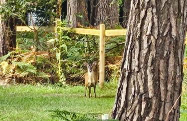 Fawn Lodge, Kelling Heath - Woodland Setting and Pets Welcome - Photo 25