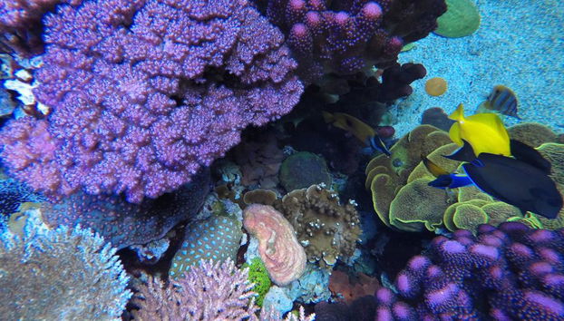 Aquário do Pacífico - Bilhete - Foto 3