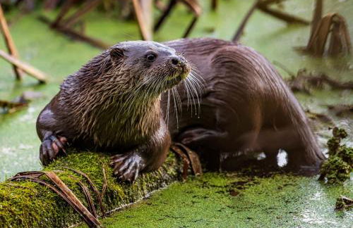 The Coach House - Photo 50