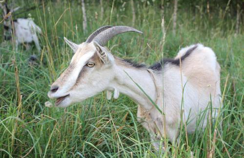 Słoneczna Zagroda - Sunny Ridge Farm - Foto 28