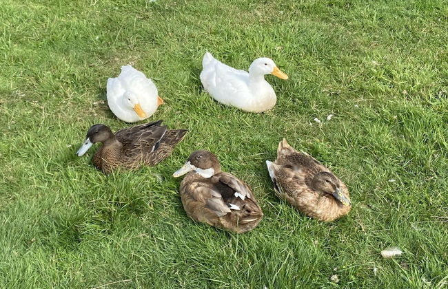 Swift Vogue Edition Caravan - Photo 9