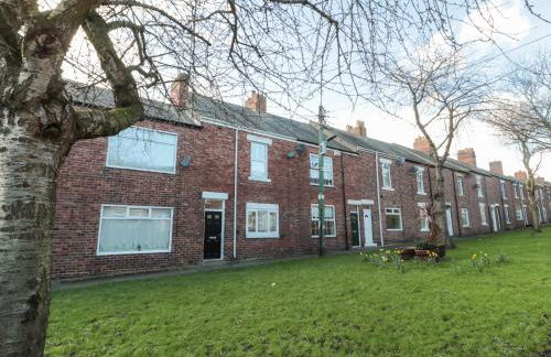 Sunflowers - Foto 22