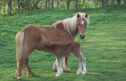 Gite Du Colombier - Foto 31
