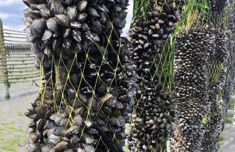 L'Agapanthe, Gîte au coeur de la Baie de Saint Brieuc - Foto 8