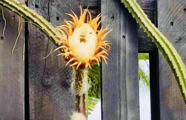 Bernegal Moneyba, Hot Tub, Piscina y Jardín - Foto 50