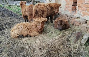 Jaworowa Zagroda - Foto 11