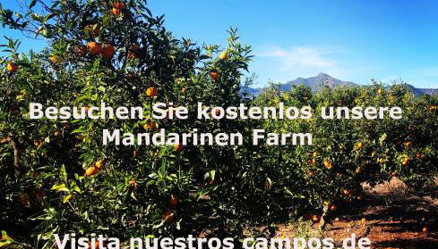 FeWo - Moncofa Apartment - Foto 2