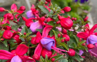 Winkston Holiday Accommodation Peebles - Foto 54