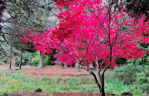 Beautiful cottage in Brentwood - Foto 12