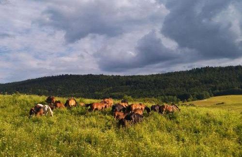 Pastelova Krova - domki w Bieszczadach - Foto 30