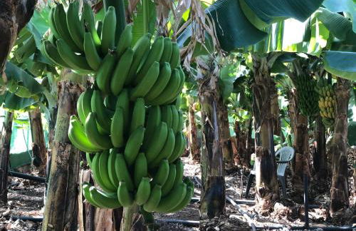 Casa Camino Tamadaba II (bottom home) - Foto 63