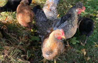 Meadow Barn - Foto 30