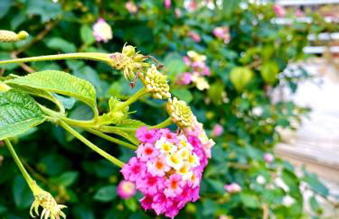 Villa Elisa - Foto 64