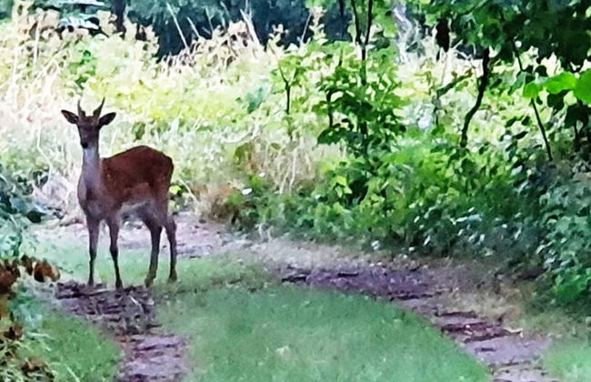 5 Person Holiday Home in Hallekis - Photo 29
