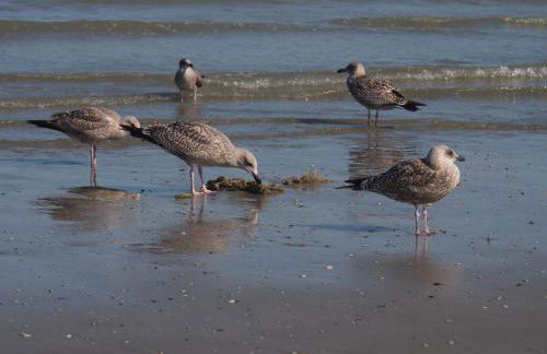 Entre dunes et mer - Foto 27