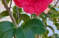 Pia's house garden - Foto 20