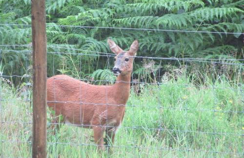 Squirrels Wood Lodge, nr Glencoe, dog friendly - Foto 35