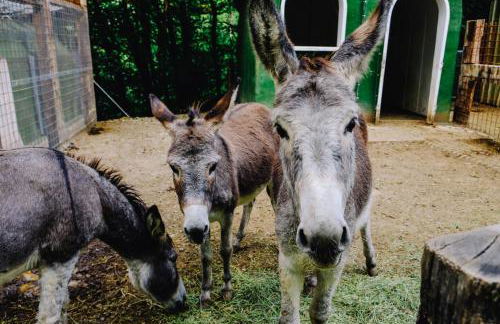 AGRITURISMO CA' FENILE - Foto 39