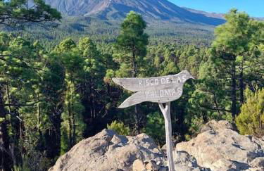 Musa Paradisiaca - Foto 47