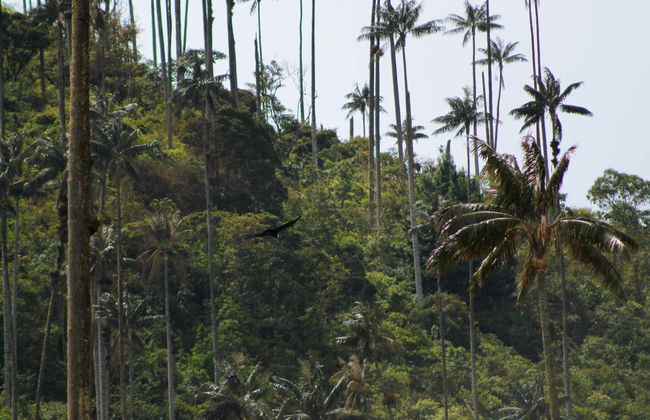 Visite de Salento et de la vallée de Cocora - Photo 7