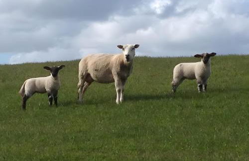 Ferienwohnungen Felix und Jan - Photo 20