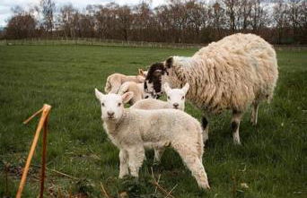 The Breckland at Sugar Lane Farm - Foto 42