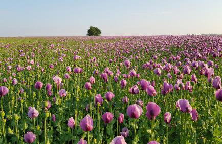 Countryside-Lovers - Ganzes Haus 100m² für euch allein mit Garten - Foto 25