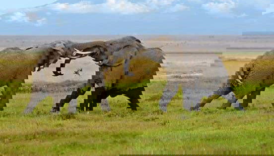 Safari de 6 días por Masái Mara, Amboseli y lago Naivasha - Foto 3