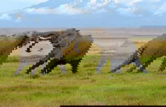 Safari de 6 días por Masái Mara, Amboseli y lago Naivasha - Foto 3