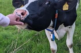 Traumkrone Ferienwohnungen - Wiesengrün - Foto 36