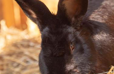 Ferienhof Bahlens-Schur - Foto 30