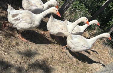 Dimora dei Cardinali - Foto 22